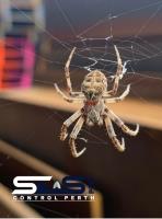 SES Spider Control Perth image 5